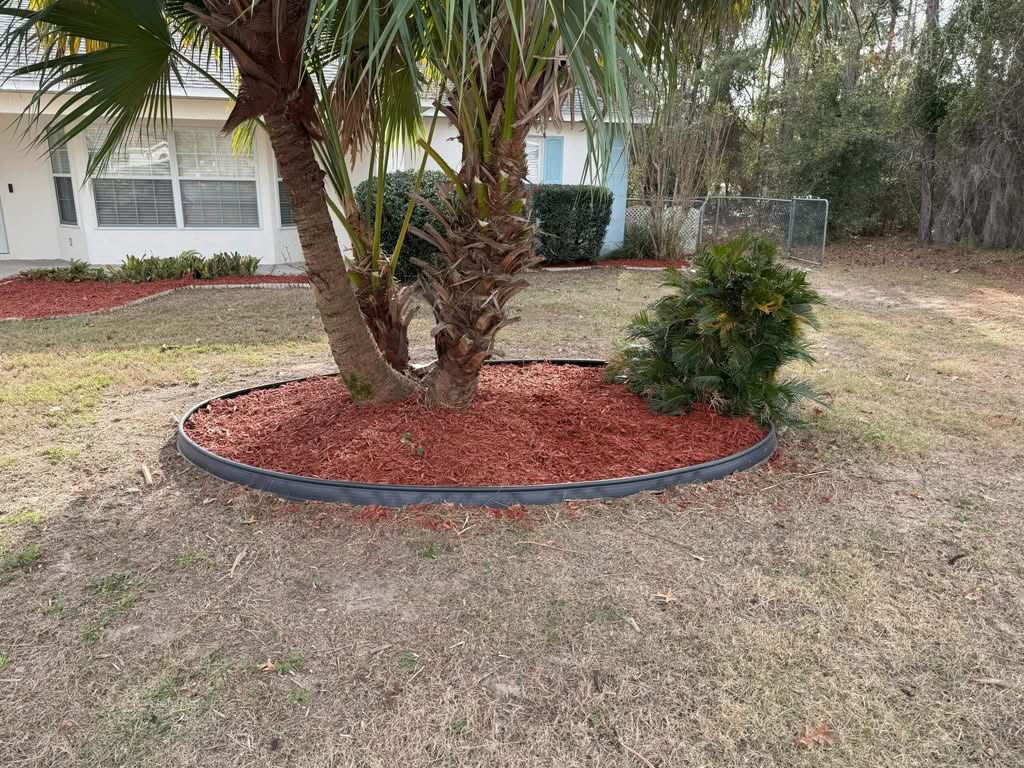 A close-up shot of the base of two palm trees with bright reddish-brown wood mulch enclosed by a black border. The area is surrounded by dry grass, and a white house with light blue shutters is visible in the background.