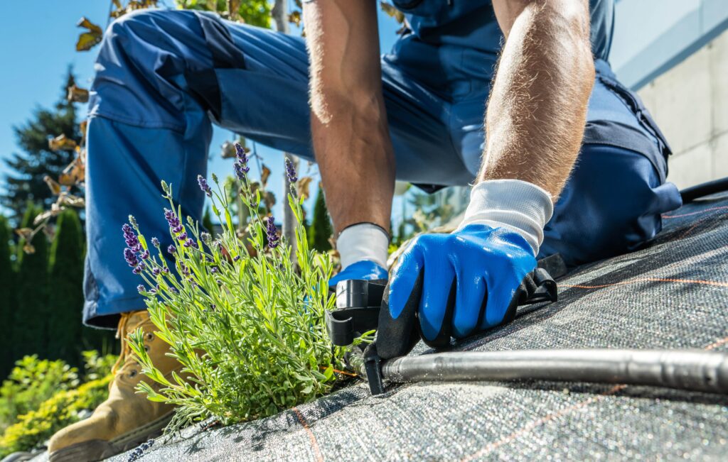 Close-up of a gardener in blue workwear, exterior maintenance and protective gloves installing a black trickle irrigation line next to a lavender plant on top of landscape fabric.
