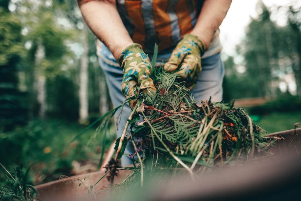 Close-up of a gardener’s gloved hands holding a pile of dry leaves, evergreen cuttings, lot clearing services and organic debris over a wheelbarrow for composting.