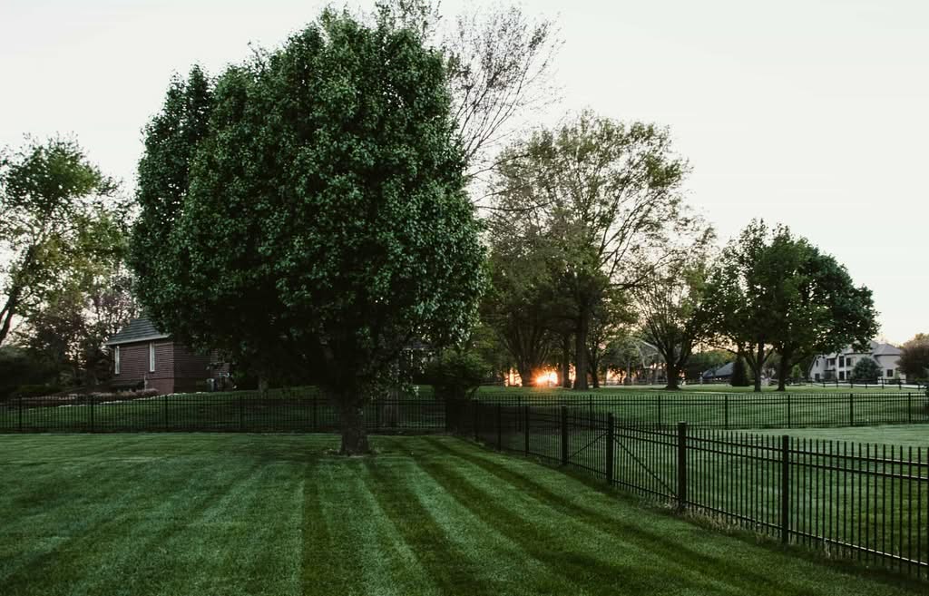 A sprawling green backyard lawn featuring dark, professional mowing stripes, an ornamental black metal fence line, mature trees, and a distant sunset in a residential neighborhood of Cincinnati, OH. Top Lawn Maintenance Services Near Me.