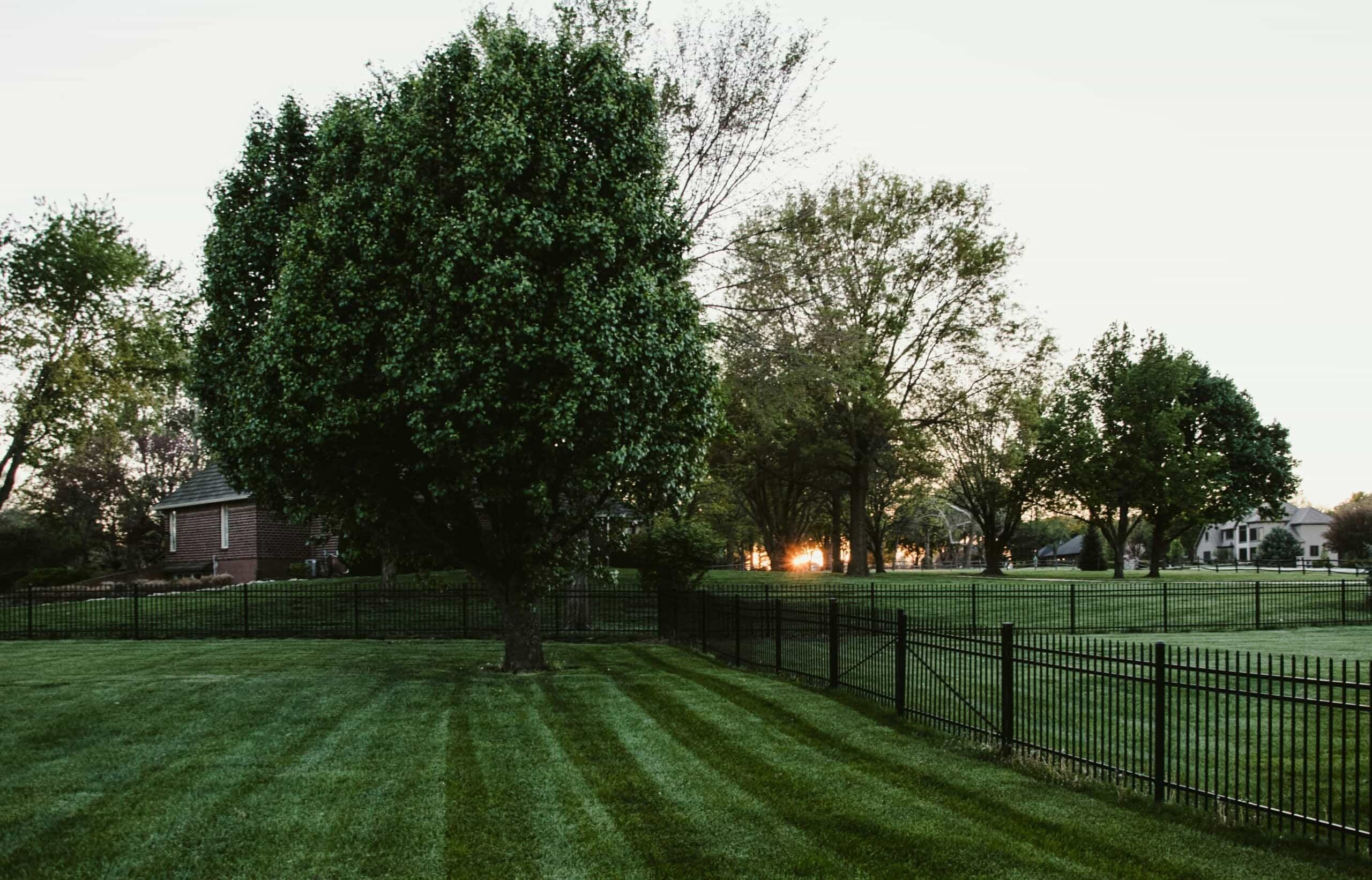 A sprawling green backyard lawn featuring dark, professional mowing stripes, an ornamental black metal fence line, mature trees, and a distant sunset in a residential neighborhood of Cincinnati, OH. Top Lawn Maintenance Services Near Me.