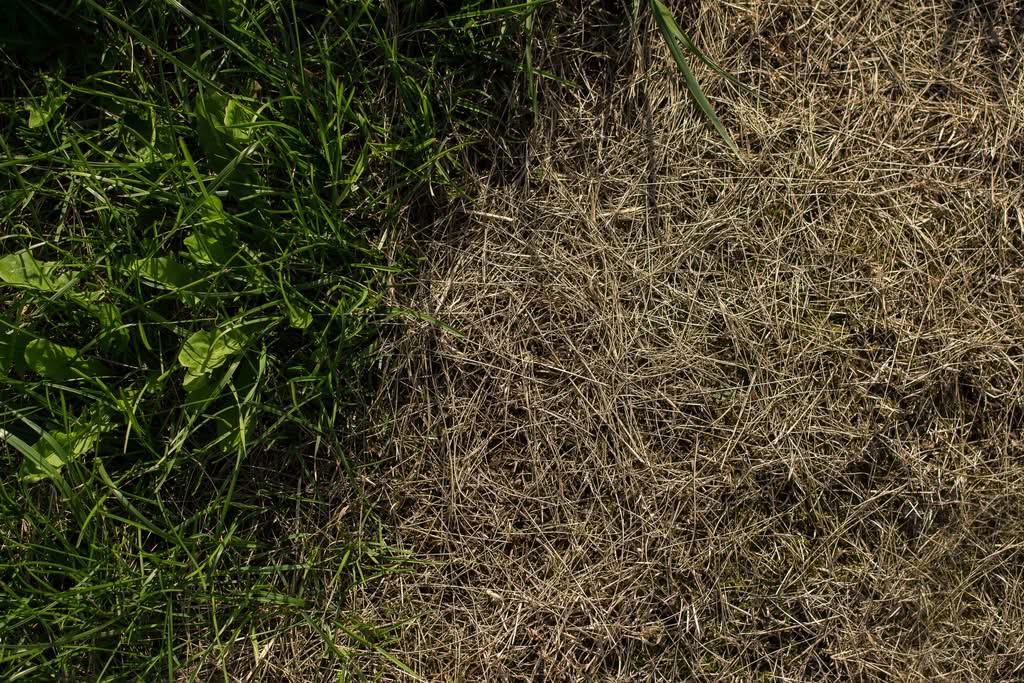 Contrast between healthy green lawn and dry brown grass, showcasing professional lawn restoration services in Ocala, FL.