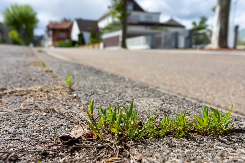 A close-up shot of small weeds and patches of green grass growing through cracks in an asphalt residential street curb in Phoenix, Arizona, with houses blurred in the background.