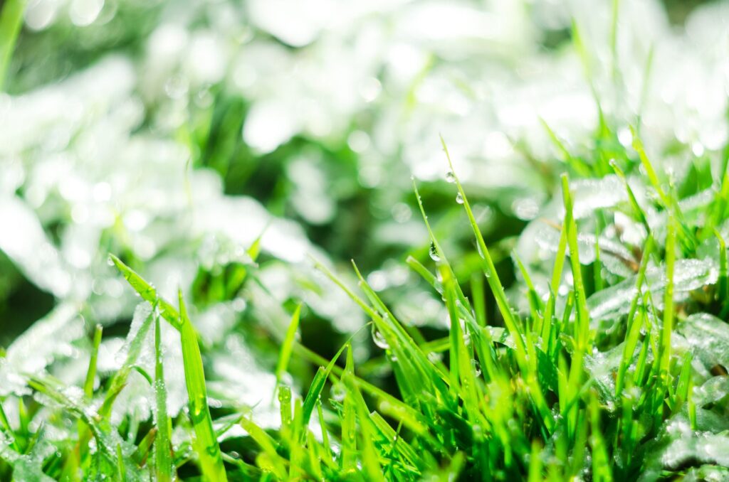 2026 Guide to Lawn Care Services Silver Springs Homeowners Trust 3 healthy green lawn after professional lawn care services Silver Springs treatment